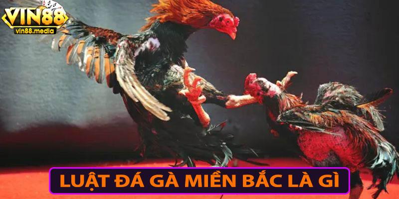 Giới thiệu về luật đá gà miền Bắc cho người chơi